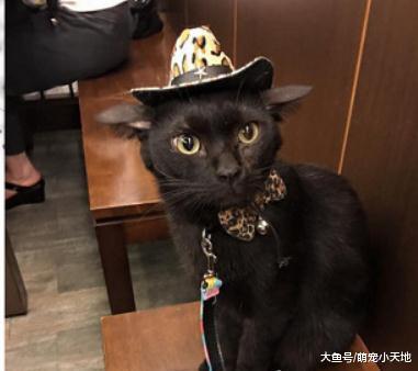 黑猫陪爸买早餐狂甩肥臀，隔壁奶奶笑问：这只是导盲犬吗
