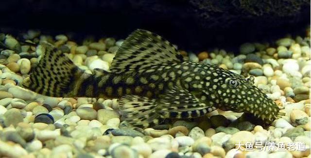 听说养鱼的条数是有讲究的，连清道夫也算在内吗，难道它不算鱼？