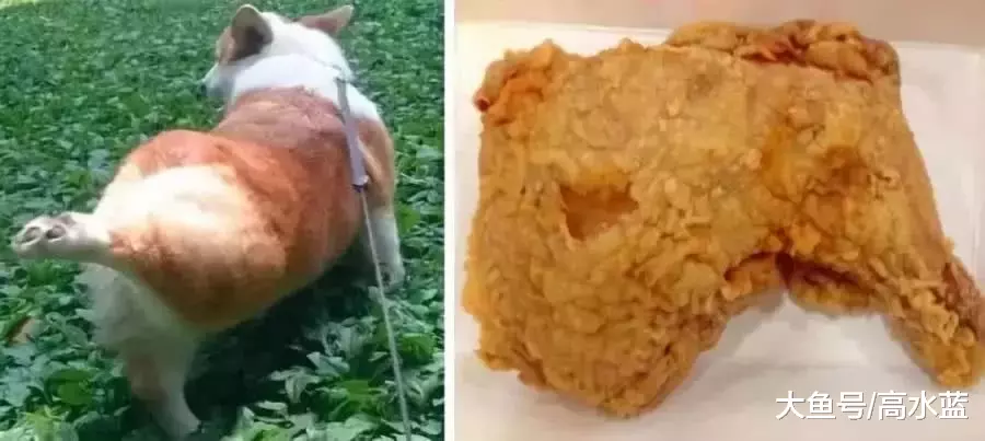 主人拍照记录柯基长大的过程，双腿完全没有变化，太魔性了