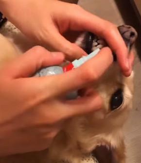 别人家的狗狗从来不让人失望，狗狗接受刷牙，还主动咬住洁牙骨