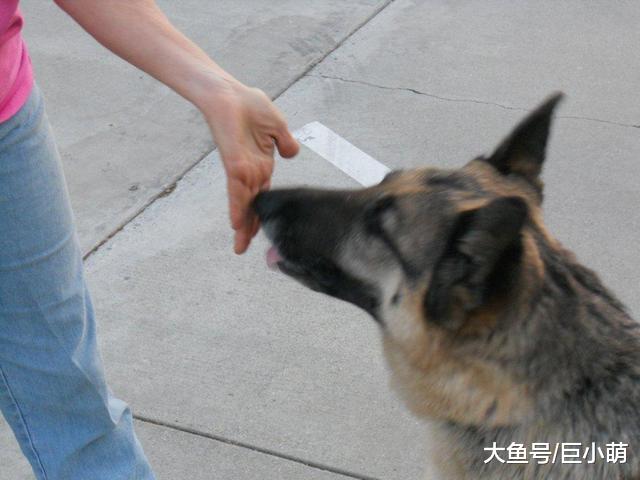 主人跟狗狗关系怎么样，摸它这6个地方，狗狗不咬代表超级喜欢你