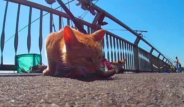橘猫躺在主人梳妆盒上, 欲偷学铲屎官化妆, 只为撩到隔壁小白猫!