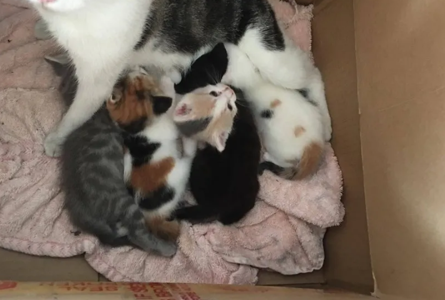 猫妈妈为了保护小孩，将小奶猫从狗洞中，偷偷送进好心人家