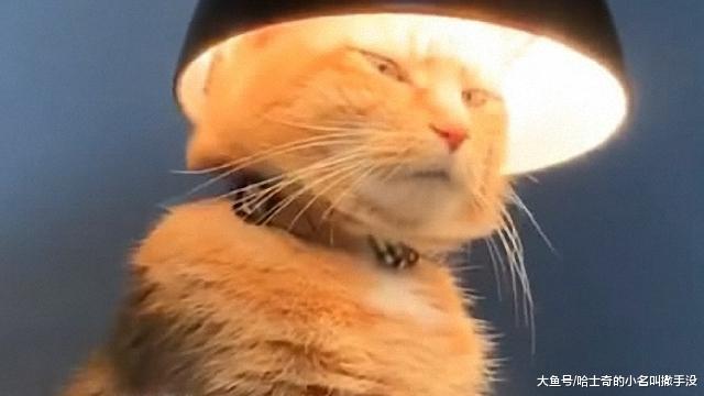 现在的猫好潮喔，都知道要烫头了，难不成这是于谦家的猫?