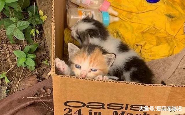 六只小猫被遗弃在停车场，大叔闻声赶到后，仅用5分钟把它们救走
