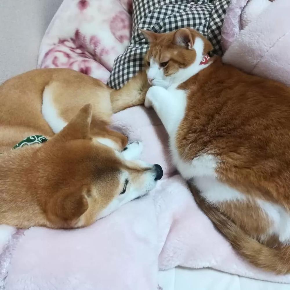 猫狗双全！家有柴犬和橘猫的这位铲屎官真是让人羡慕