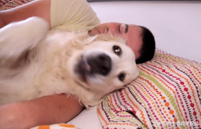 金毛从小就爱跟主人睡，结果现在4岁了，还当自己是小奶狗