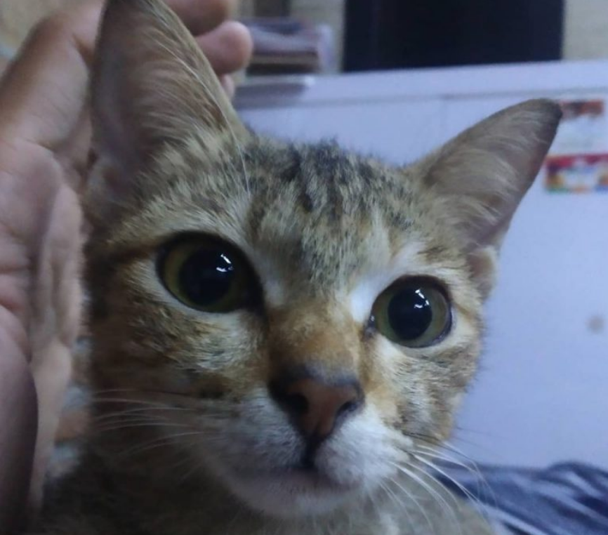 猫咪咬坏了主人的耳机线，它叼回一条蛇做补偿，猫：不也是线吗？