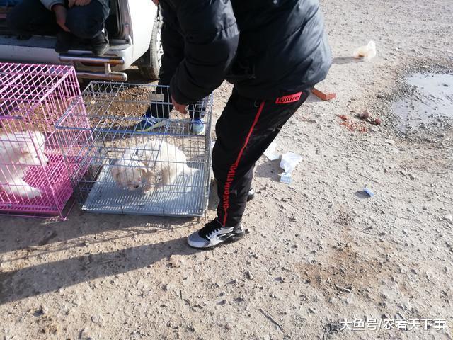 萨摩耶看不上, 反倒买了比熊? 买主表示“更喜欢小型犬! ”