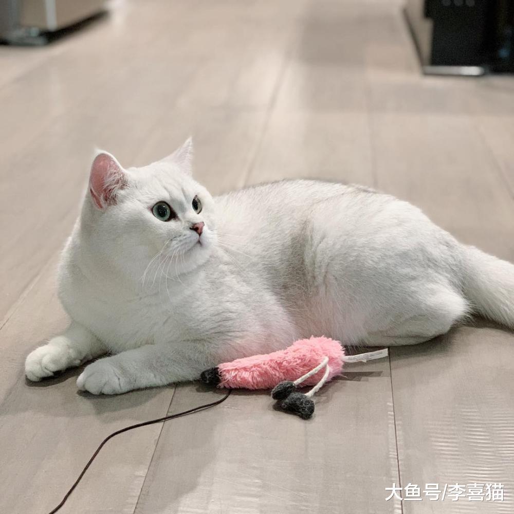 貓咪把抓到的小動物放到鏟屎官面前，其實源自于它們帶孩子的本能