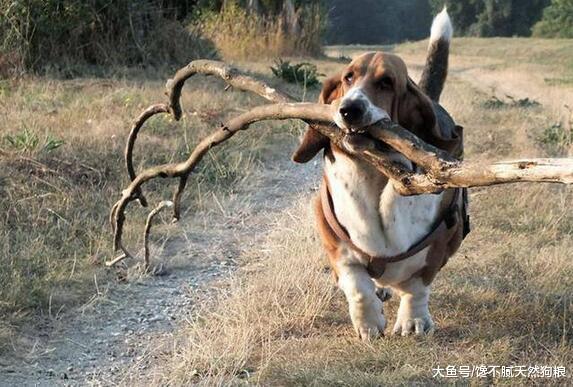 万万没想到, 一只爱你的狗狗, 会有这“5种举动”!