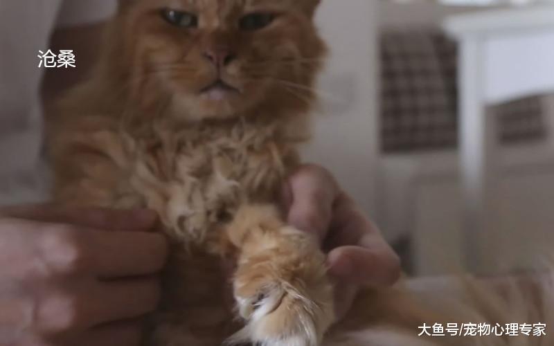 老橘貓小伙陪伴20年，去世后主人用獨特方式懷念它，令人唏噓