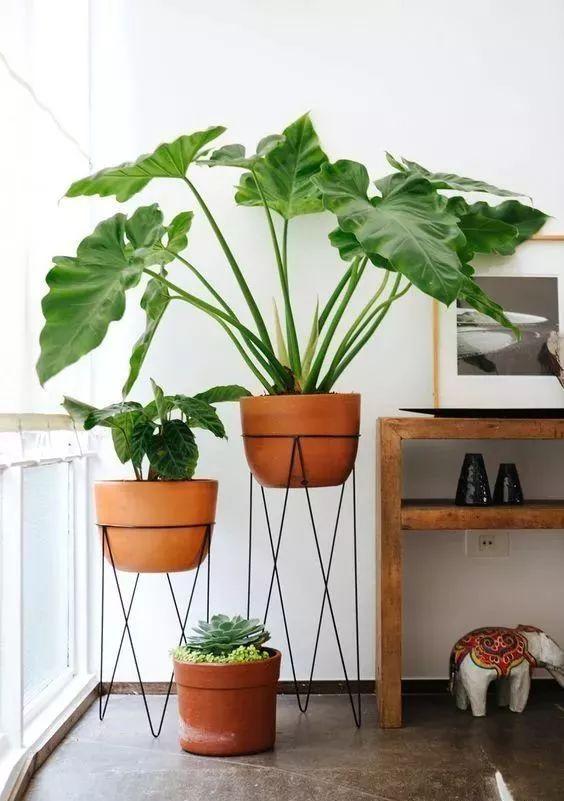 想要提升你家的家居品位，你可以通过这样的绿植来做到
