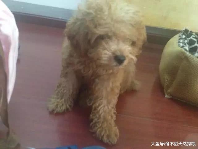 泰迪有这些表现，你就要注意了！