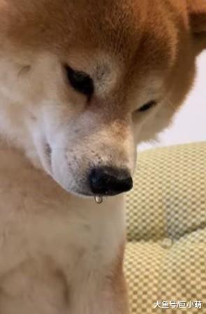 狗狗盯着小馒头流口水，只有一颗吃完就没了，到底吃不吃呢？