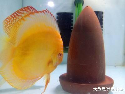 实践证明，鱼卵的大小有可能关乎到卵生观赏鱼繁殖的成败！