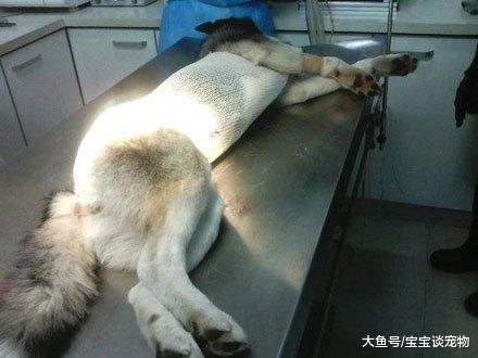 空有一颗学霸的心，奈何是条狗