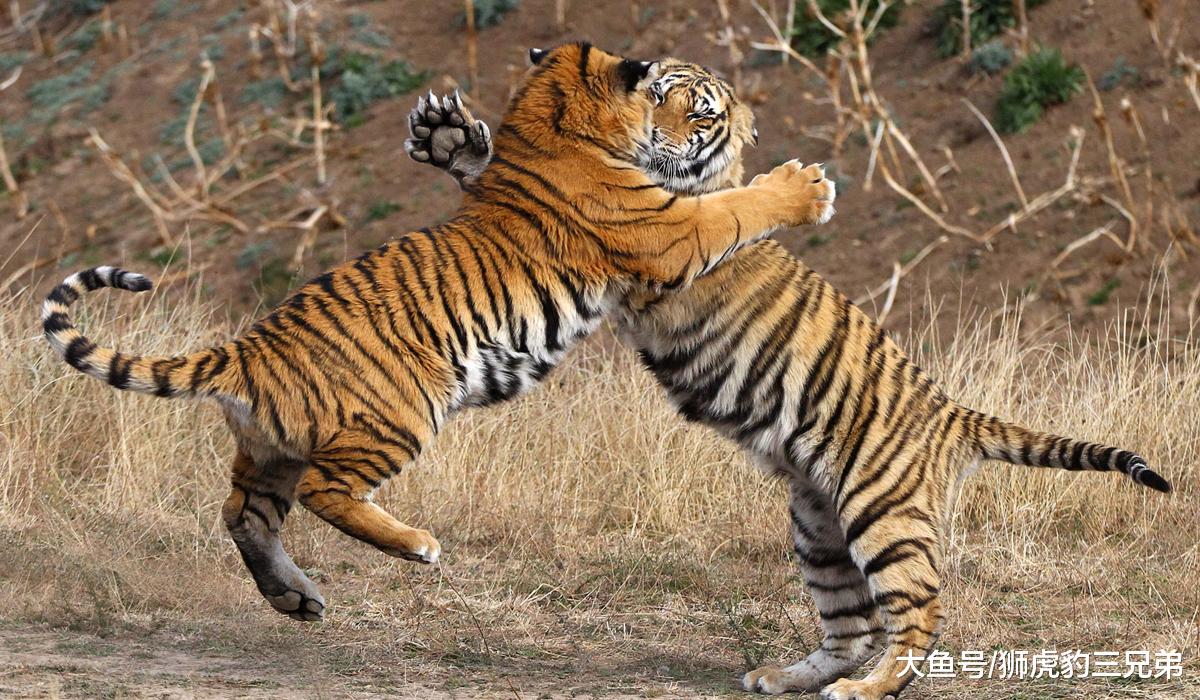 几头老虎才能与非洲的狮群坏男孩联盟抗衡？5头孟加拉虎够吗？