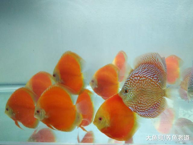 什么是觀賞魚的壓制行為，可能導致觀賞魚體色暗淡生病嗎？