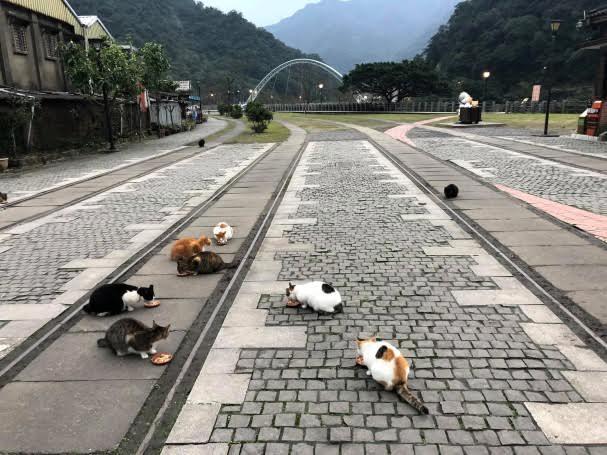 臺灣猴硐貓村出現貓瘟，已有兩只幼貓死亡，呼吁游客切勿觸摸它們