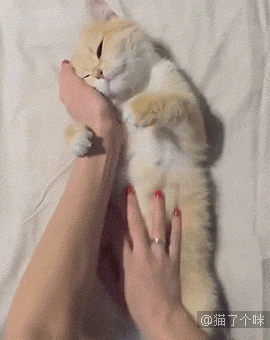 我家猫咪每天和电视争抢收视率