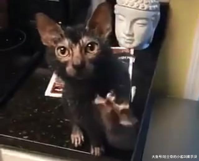 如果猫咪长的像一只耗子，你还愿意把它抱在怀里亲亲吗？