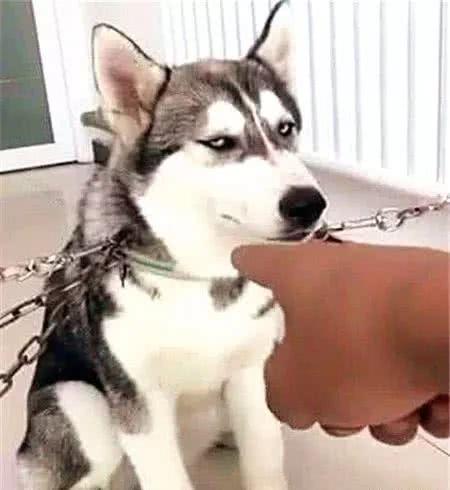 将二哈送到乡下给老爸，俩月后接到电话：这狗还有吗？再来2条！