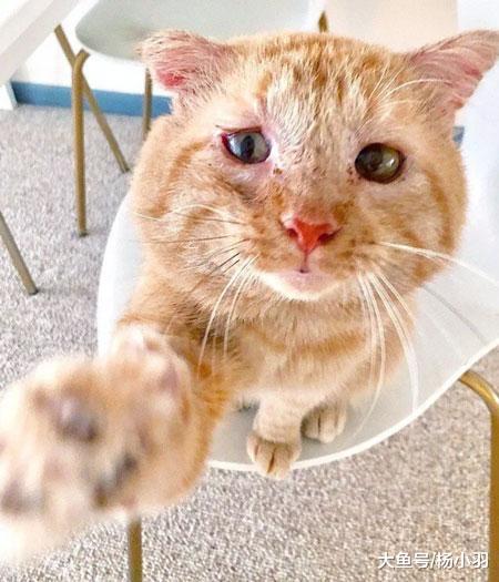 艾滋流浪猫满脸沧桑，终于有人肯领养，当晚抱主人的脚：别丢下我
