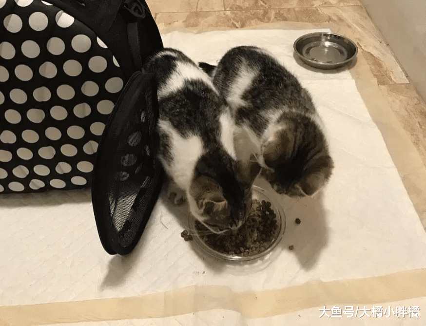 流浪猫带着3只小猫向女子求助，它却跑掉了，2年后被冻得又来求助
