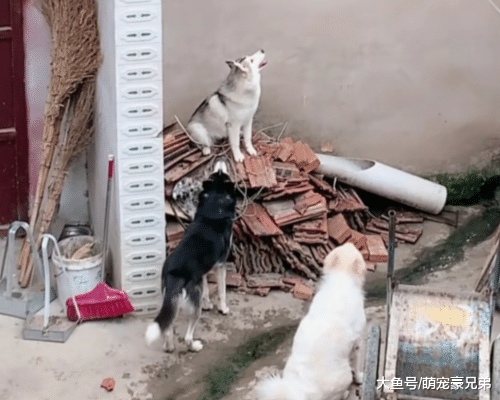 哈士奇一大早就在院里嚷嚷，定眼一看笑喷，这是想吃鸡呀！