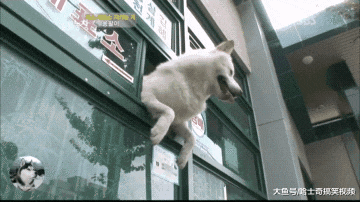 狗狗当上了“售货员”，还会自己开门营业，真是操碎了心