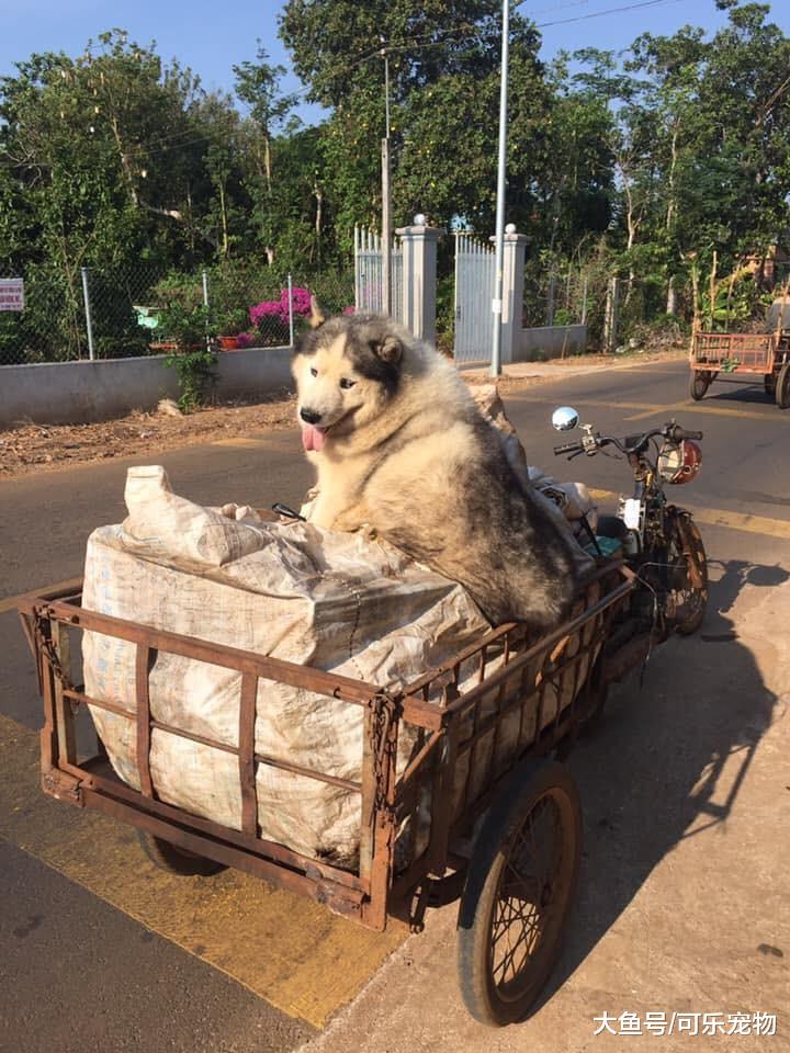 收废品大爷捡到被遗弃的二哈，便带着它收废品，还让二哈帮忙看车