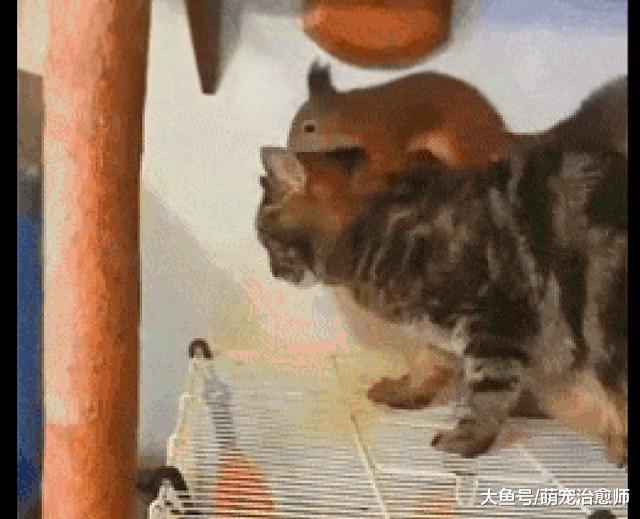 松鼠在猫咪的身上找松果, 猫咪淡定的让它搜身: 你冤枉我了!