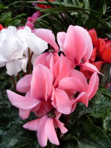 仙客来浇水时需要注意什么，知道这些方法就行了