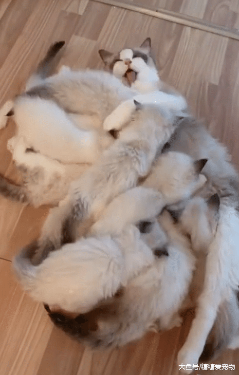 布偶妈妈被小奶猫们包围，一脸绝望，网友：都是RMB，半套房子