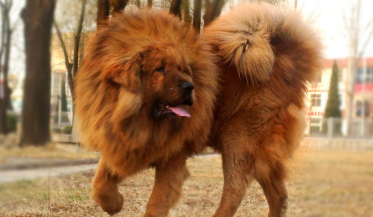 藏獒打不赢老虎我们都知道，那它能打赢雌狮吗？