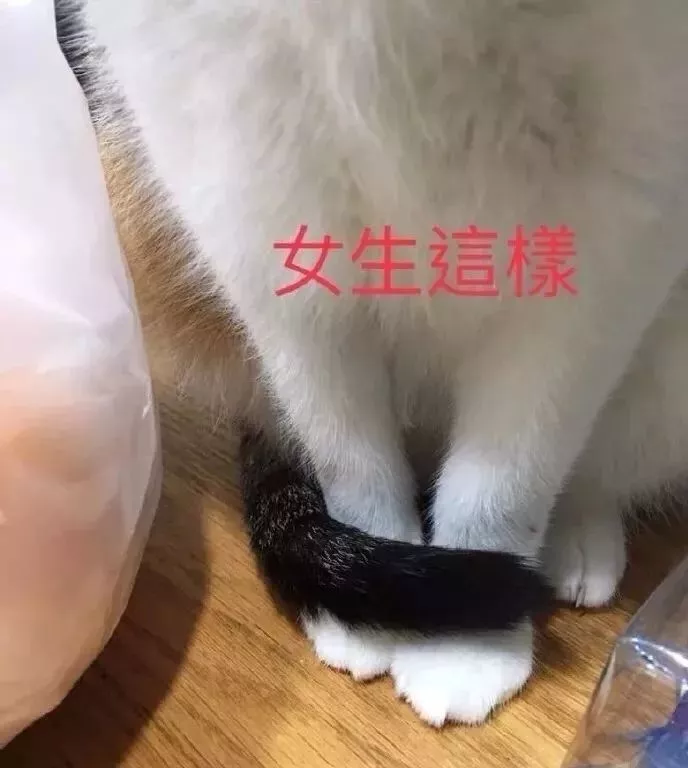 有人说，这是快速区分男女喵的方法，只不过…