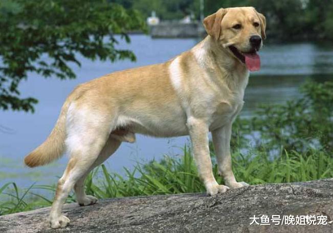 ?见人就摇尾巴的“傻狗”，暖男金毛上榜，小心被别人牵走