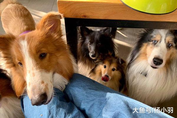 开箱照没玩具零食，宠主苦笑“我们只有毛，收集半年可做棉被”