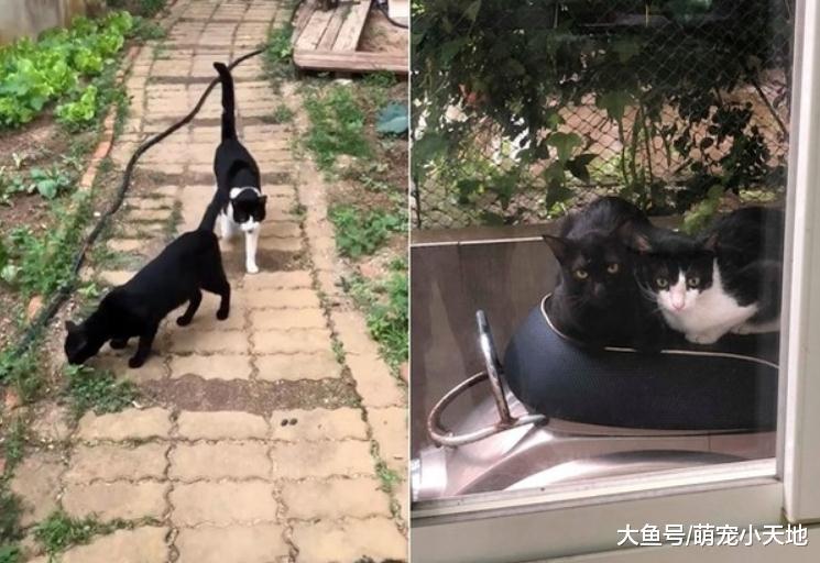 宾士猫综艺摔土坡溜滑梯, 问号脸萌定格5秒: 谁推我啦