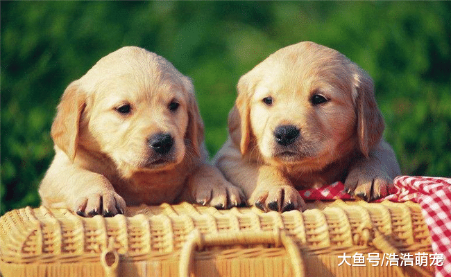 上班族都不适合养狗，为什么他们还要养？原因有3个