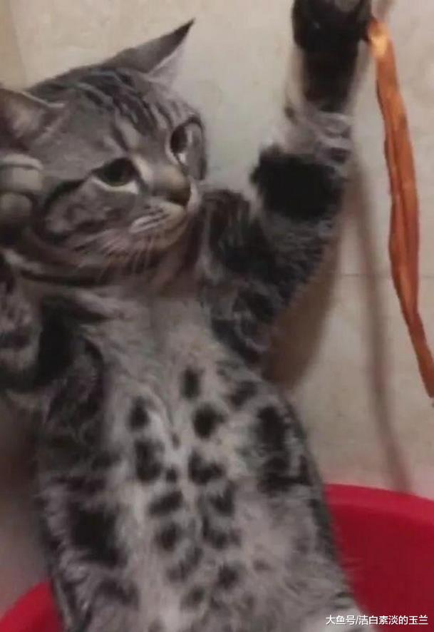 猫咪不愿意洗澡，主人想出来一个奇招，网友看后乐呵的不停