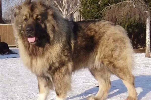 30种热门猛犬品种基本信息，值得收藏！