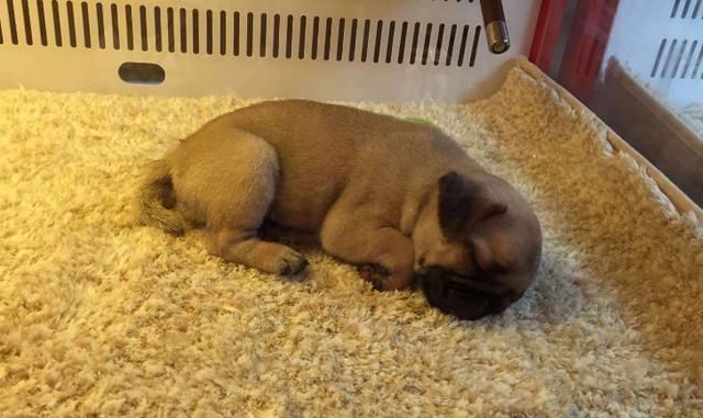 新手必看：如何正确饲养巴哥犬