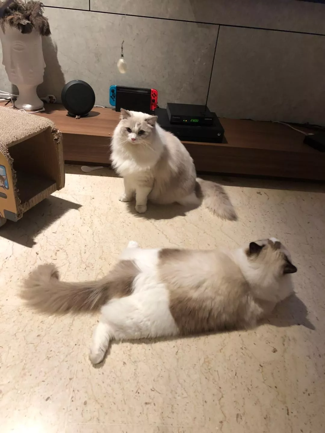 大肥猫钻进主人买的小屋却不高兴了，原因是因为塞不下去...