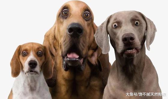 狗狗这几个怪异的行为，背后的意思，恐怕只有养过狗的人才懂