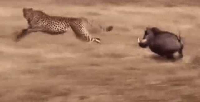 公疣猪被两只猎豹捕食 母疣猪居然前来找它们复仇