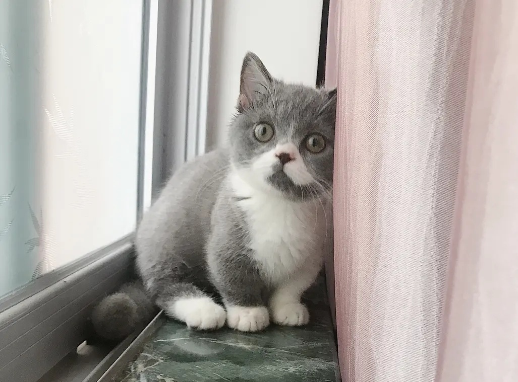 猫粮容易坏牙，一些给猫咪清洁牙齿的好东西必须用上