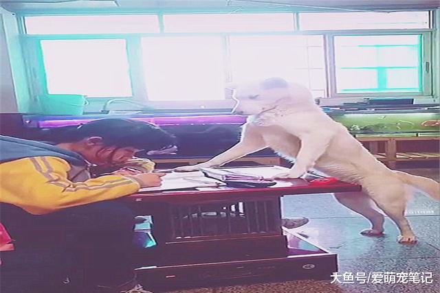 狗狗监督小主人写作业，搞得还有模有样，这架势像极了当年班主任