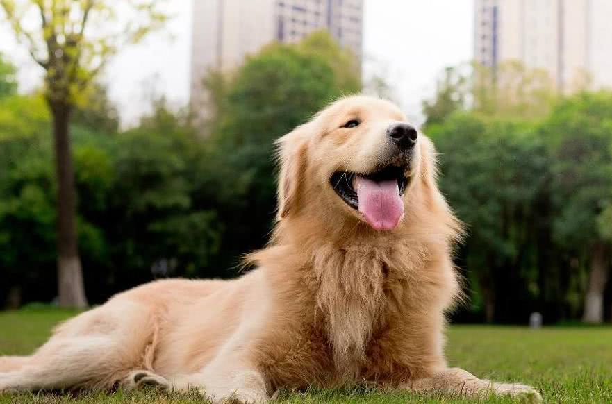 忠心程度差的几种狗，对外人比主人还亲，狗贩子的目标！